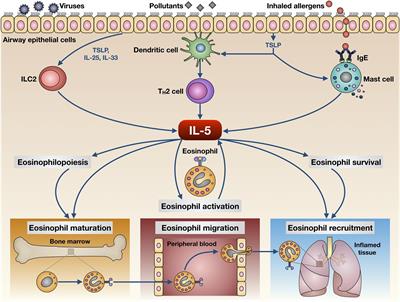 Interleukin-5 in the Pathophysiology of Severe Asthma